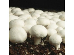 White Button - Champignon