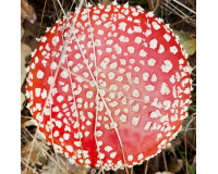 Amanita Mushroom Powder (20g)