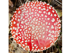 Amanita Mushroom Powder (20g)