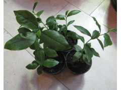 Catha edulis - Khat