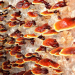 Reishi Solution - Ganoderma lucidum