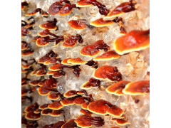 Reishi Solution - Ganoderma lucidum