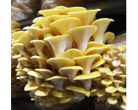 Blue Oyster Mushroom