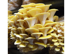 Blue Oyster Mushroom
