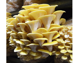 Blue Oyster Mushroom