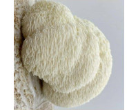 Hericium solution