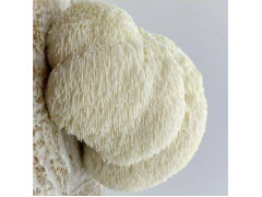Hericium solution