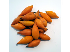 Iboga Fruit