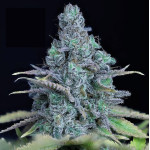 Jack Herer 3 seeds 