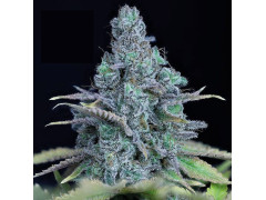 Jack Herer 3 seeds 