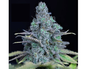 Jack Herer 3 seeds 