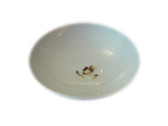 Catha edulis - Khat Seeds