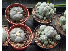 Peyote Cactus