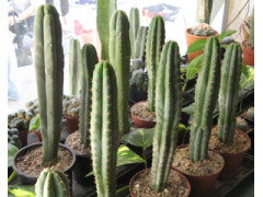 San Pedro Cactus