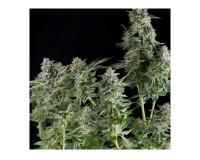 Northern Lights seeds