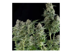 Northern Lights seeds