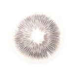 Cubensis Dutch King Print