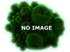 Banisteriopsis Caapi - Seeds